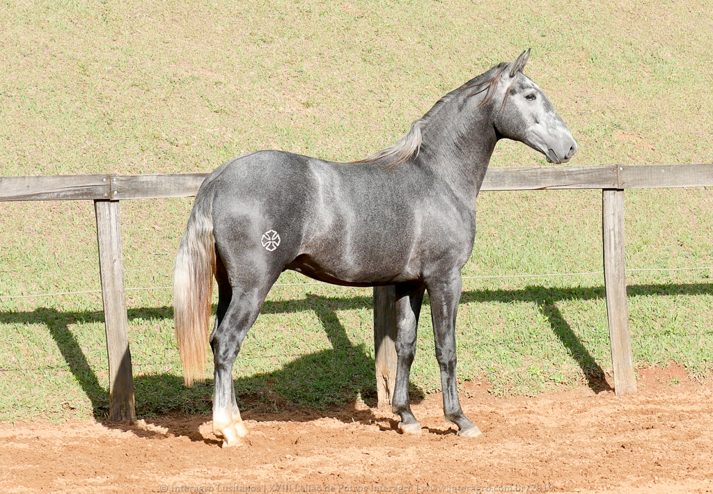 Otomano Interagro, potro Lusitano vendido no XVIII Leilão de Potros Interagro