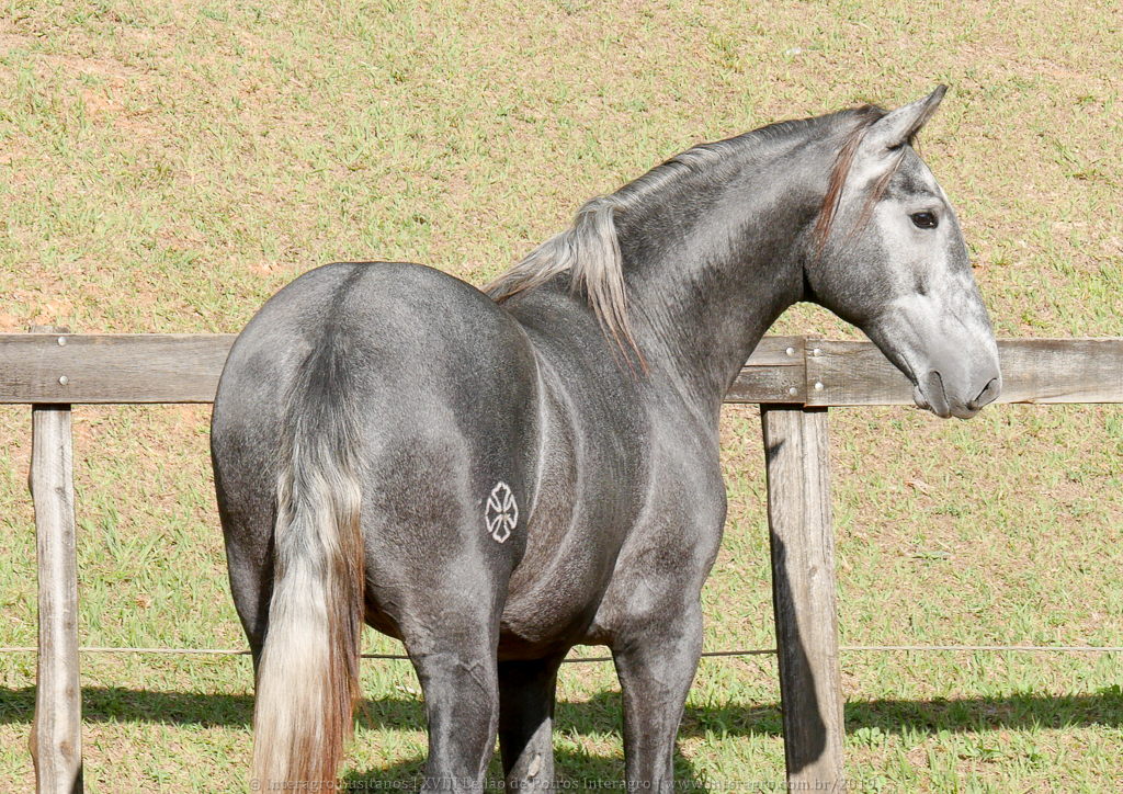 Otomano Interagro, potro Lusitano vendido no XVIII Leilão de Potros Interagro