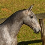 Píndaro Interagro, potro Lusitano