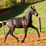 Protetor Interagro, potro Lusitano vendido no XVIII Leilão de Potros Interagro