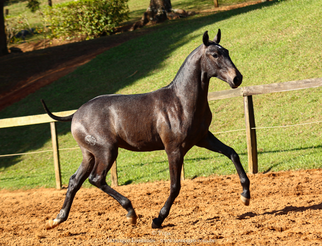 Protetor Interagro, potro Lusitano vendido no XVIII Leilão de Potros Interagro