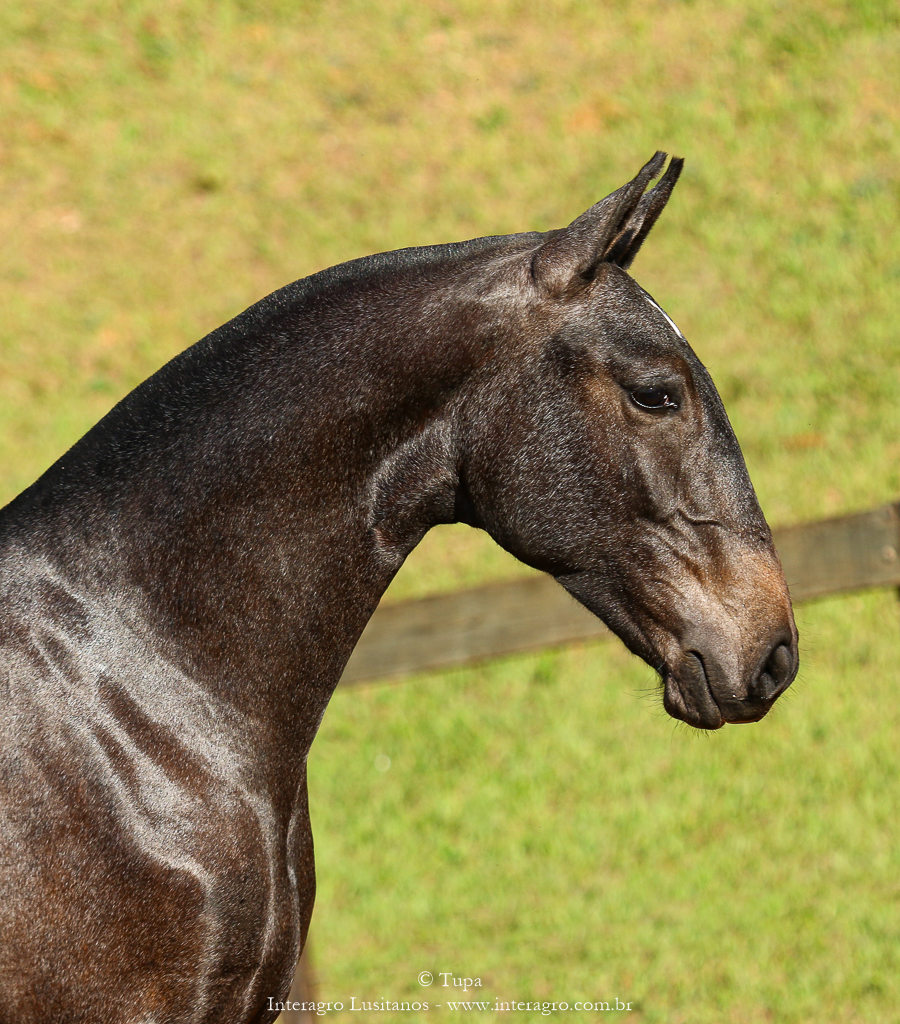 Protetor Interagro, potro Lusitano vendido no XVIII Leilão de Potros Interagro