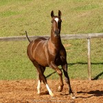Púnico Interagro, potro Lusitano alazão vendido no XVIII Leilão de Potros Interagro