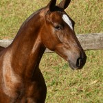 Púnico Interagro, potro Lusitano alazão vendido no XVIII Leilão de Potros Interagro