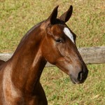 Púnico Interagro, potro Lusitano alazão vendido no XVIII Leilão de Potros Interagro