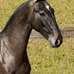 Pyrrhus Interagro, potro Lusitano tordilho