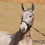 Píndaro Interagro,potro tordilho Puro Sangue Lusitano