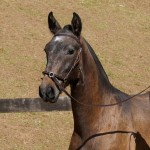 Protetor Interagro, potro Lusitano vendido no XVIII Leilão de Potros Interagro