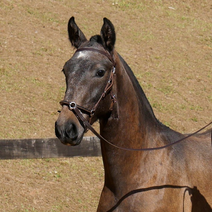 Protetor Interagro, potro Lusitano vendido no XVIII Leilão de Potros Interagro