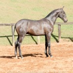 Protetor Interagro, potro Lusitano vendido no XVIII Leilão de Potros Interagro