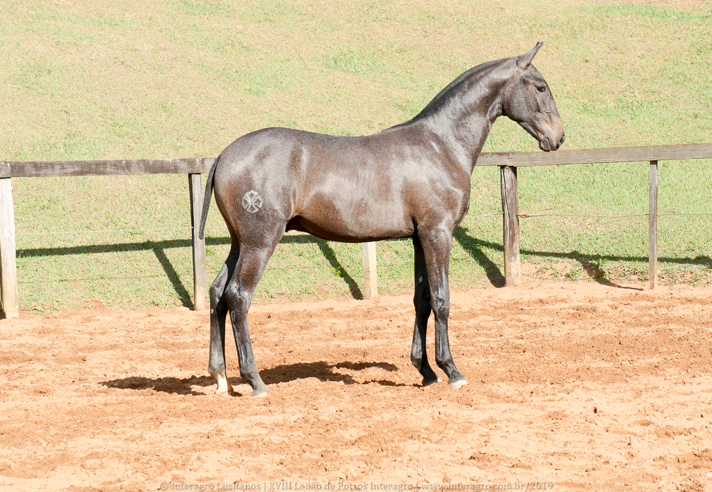 Protetor Interagro, potro Lusitano vendido no XVIII Leilão de Potros Interagro