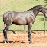 Protetor Interagro, potro Lusitano vendido no XVIII Leilão de Potros Interagro