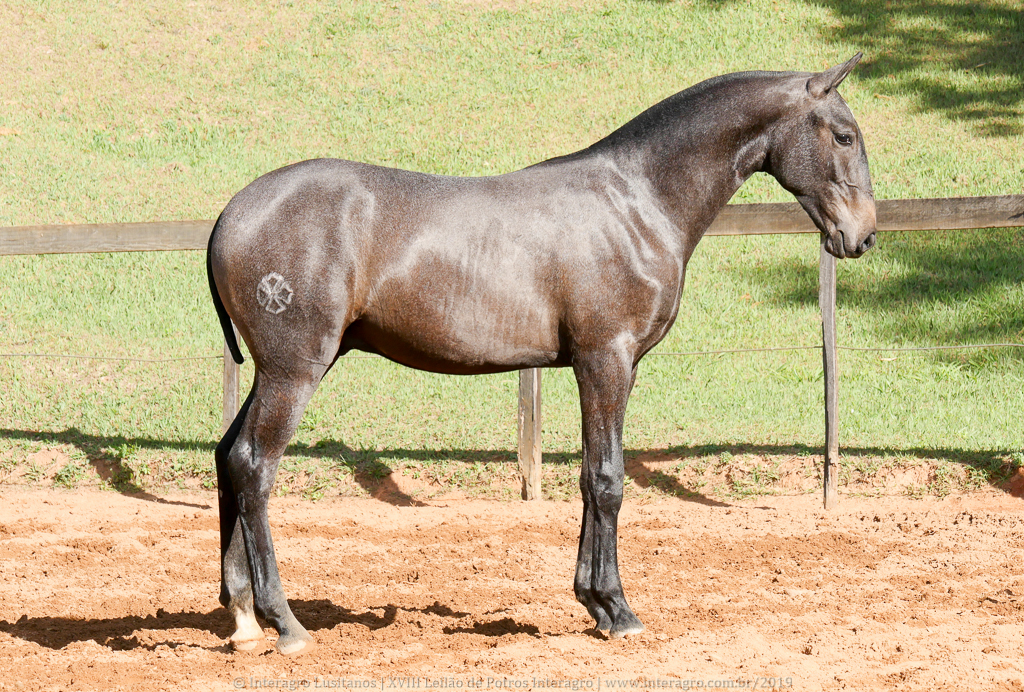 Protetor Interagro, potro Lusitano vendido no XVIII Leilão de Potros Interagro