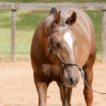 Púnico Interagro, potro Lusitano alazão vendido no XVIII Leilão de Potros Interagro