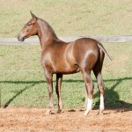 Púnico Interagro, potro Lusitano alazão vendido no XVIII Leilão de Potros Interagro