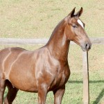 Púnico Interagro, potro Lusitano alazão vendido no XVIII Leilão de Potros Interagro