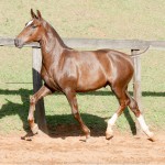 Púnico Interagro, potro Lusitano alazão vendido no XVIII Leilão de Potros Interagro