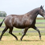 Joeira Interagro/Martina Brandes