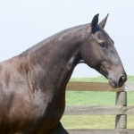 Joeira Interagro/Martina Brandes