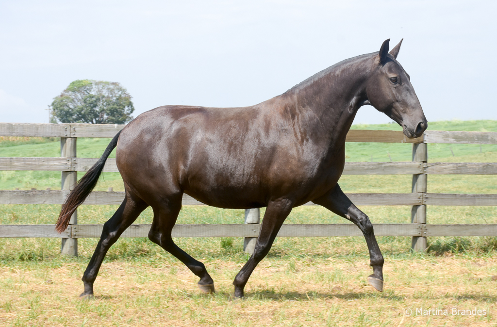 Joeira Interagro/Martina Brandes