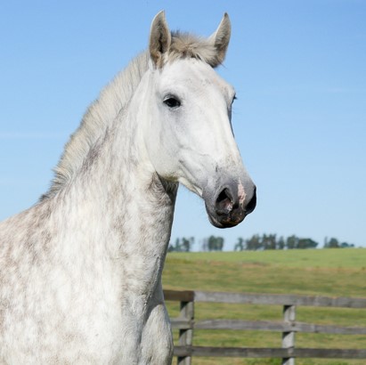Lantejoula Interagro/Interagro Lusitanos