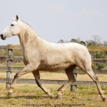 Madrinha Interagro, reprodutora Puro Sangue Lusitana/Interagro Lusitanos