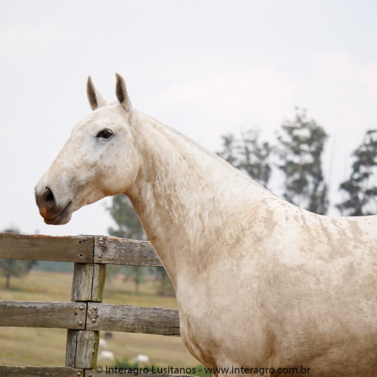 Marinheira II Interagro, égua Puro Sangue Lusitana/Interagro Lusitanos