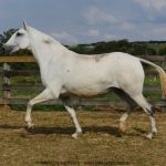 Merendeira Interagro, matriz tordilha da raça Puro Sangue Lusitano/Interagro Lusitanos