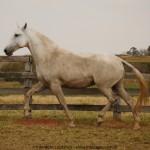 Merendeira Interagro, matriz tordilha da raça Puro Sangue Lusitano/Interagro Lusitanos