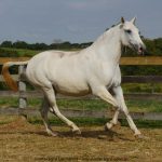 Merendeira Interagro, matriz tordilha da raça Puro Sangue Lusitano/Interagro Lusitanos