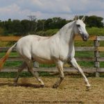 Merendeira Interagro, matriz tordilha da raça Puro Sangue Lusitano/Interagro Lusitanos