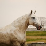 Merendeira Interagro, matriz tordilha da raça Puro Sangue Lusitano/Interagro Lusitanos