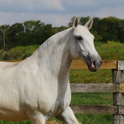 Merendeira Interagro, matriz tordilha da raça Puro Sangue Lusitano/Interagro Lusitanos