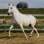 Merendeira Interagro, matriz tordilha da raça Puro Sangue Lusitano/Interagro Lusitanos