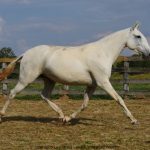 Mirina Interagro/Interagro Lusitanos