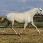 Mirina Interagro/Interagro Lusitanos