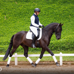 Oásis Interagro, Puro Sangue Lusitano castrado à venda/Foto: TUPA
