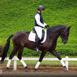 Oásis Interagro, Puro Sangue Lusitano castrado à venda/Foto: TUPA