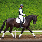 Oásis Interagro, Puro Sangue Lusitano castrado à venda/Foto: TUPA