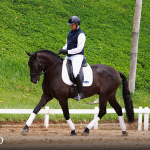 Oásis Interagro, Puro Sangue Lusitano castrado à venda/Foto: TUPA