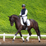 Oásis Interagro, Puro Sangue Lusitano castrado à venda/Foto: TUPA