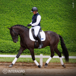Oásis Interagro, Puro Sangue Lusitano castrado à venda/Foto: TUPA