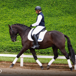 Oásis Interagro, Puro Sangue Lusitano castrado à venda/Foto: TUPA