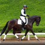 Oásis Interagro, Puro Sangue Lusitano castrado à venda/Foto: TUPA