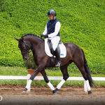 Oásis Interagro, Puro Sangue Lusitano castrado à venda/Foto: TUPA