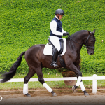 Oásis Interagro, Puro Sangue Lusitano castrado à venda/Foto: TUPA