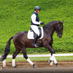 Oásis Interagro, Puro Sangue Lusitano castrado à venda/Foto: TUPA