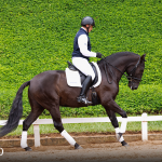 Oásis Interagro, Puro Sangue Lusitano castrado à venda/Foto: TUPA