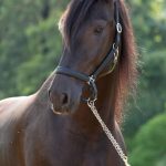 Oásis Interagro, Puro Sangue Lusitano castrado à venda/TUPA