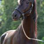 Oásis Interagro, Puro Sangue Lusitano castrado à venda/TUPA